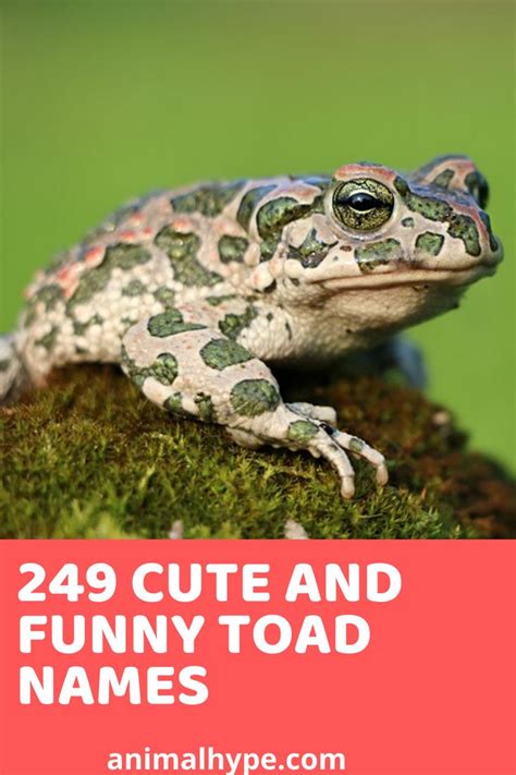 Cute Pet Frog And Toad Names Pet Frogs Cute Pet Names Frog