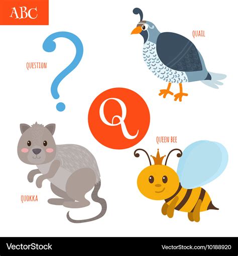 Letter Q Cartoon Alphabet For Children Quail Vector Image