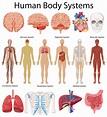 Diagram showing human body systems 414423 Vector Art at Vecteezy