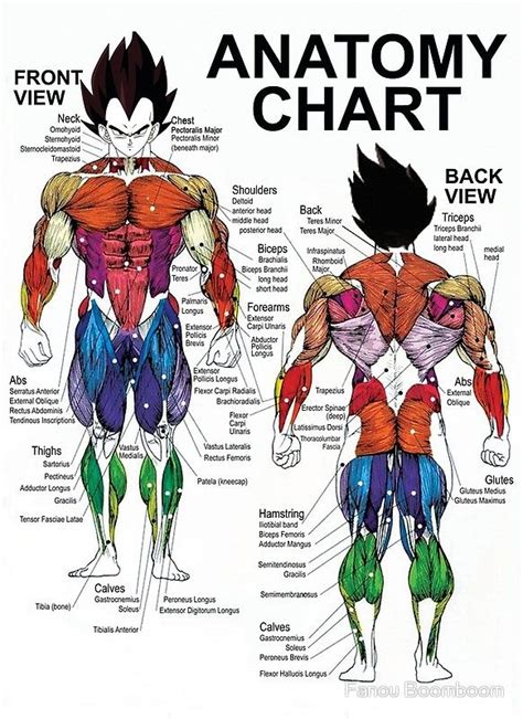 Sit on the floor with your legs extended straight in front. Anatomy Chart - Muscle Diagram | Muscle anatomy, Muscle ...