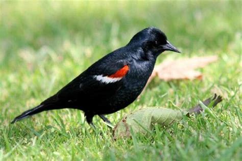 7 Black Birds With Orange Wings Pictures And Info Utah Pulse