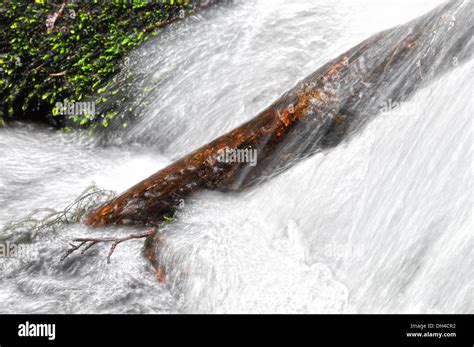 Log In The Water Stock Photo Alamy