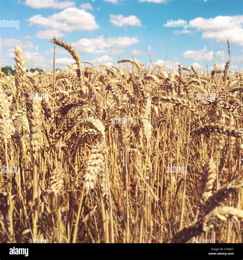 A Field Of Wheat And Grasses On A Sunny Summers Day Stock Photo Alamy