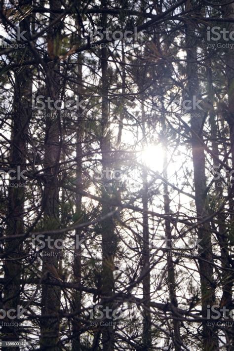 Sunshine Thru The Pine Trees Stock Photo Download Image Now Branch