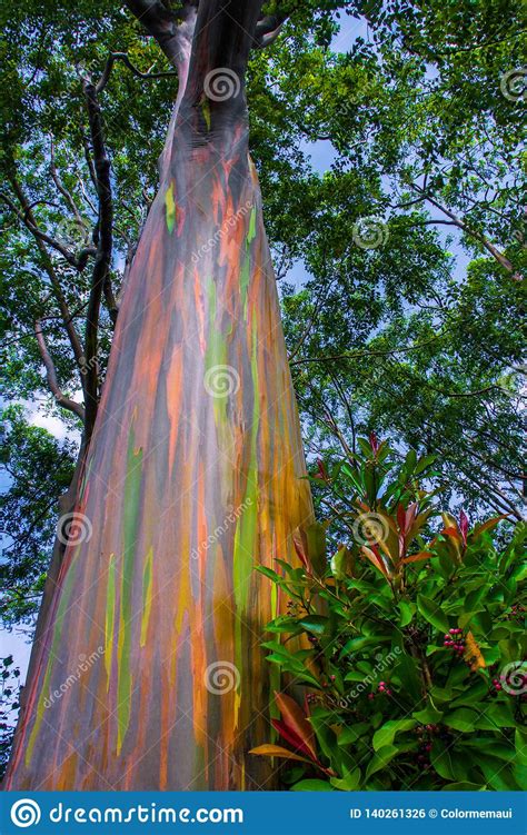 Rainbow Eucalyptus Tree Hana Maui Hawaii Stock Photo Image Of