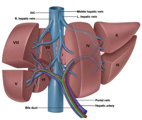 The atria are both supplied by large blood vessels that bring blood to the. The hepatic vein enters what blood vessel? | Socratic