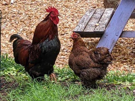 How To Tell The Difference Between A Hen And A Rooster Cooped Up Life