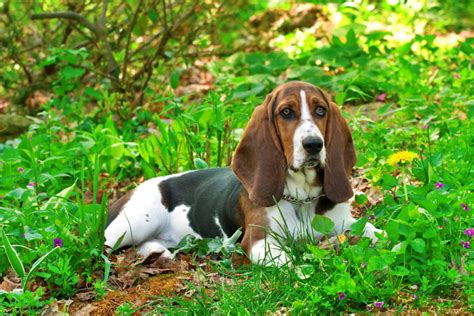 Basset Hound Colors 10color Combinations And Markings