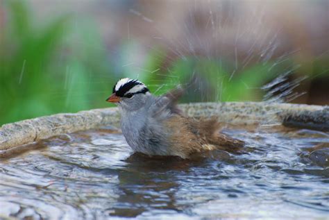 White Crowned Sparrows Visit Bird Bath Earth Ts