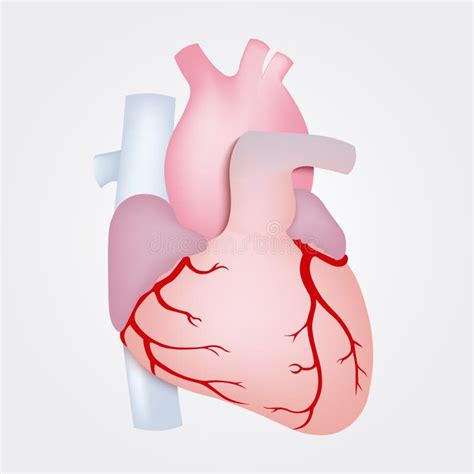 Human Heart Anatomy Isolated On White Background Stock Vector