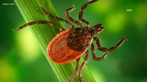 A New Dangerous Tick Found In New York