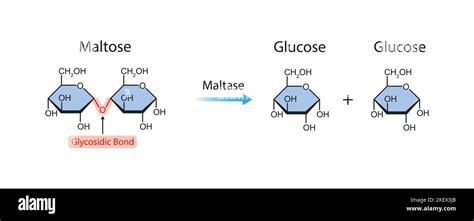 Scientific Designing Of Maltase Enzyme Effect On Maltose Molecule