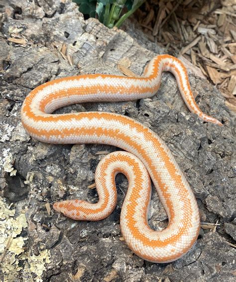 Albino Rosy Boas by The Reptile Shop - MorphMarket