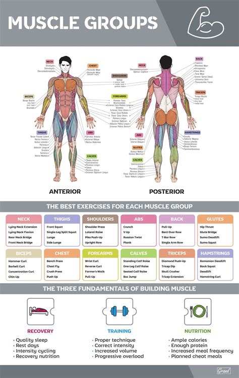 Muscle Groups Muscle Groups To Workout Gym Workout Chart Workout