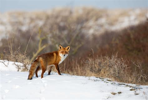 What Does The Uk Wildlife Get Up To In Winter Wildthings