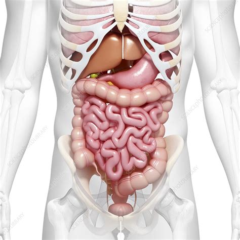 Abdominal Anatomy Artwork Stock Image F Science Photo