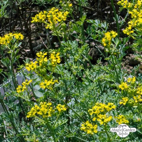 Common Rue Ruta Graveolens The Good To Know Seeds A Z Seed