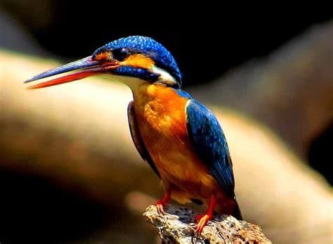 Small Blue Kingfisher Focusing On Wildlife