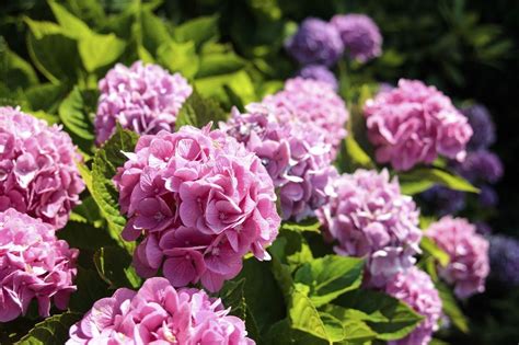 Pink Hydrangea Privacy Hedges Fast Growing Shrubs For Privacy Fast