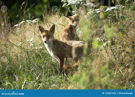 Red Fox Vulpes Vulpes Female With Cub Normandy Stock Photo Image