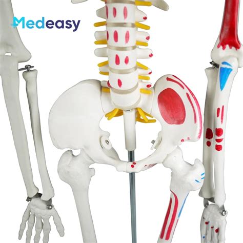 Anatomy Skeletal System Plastic