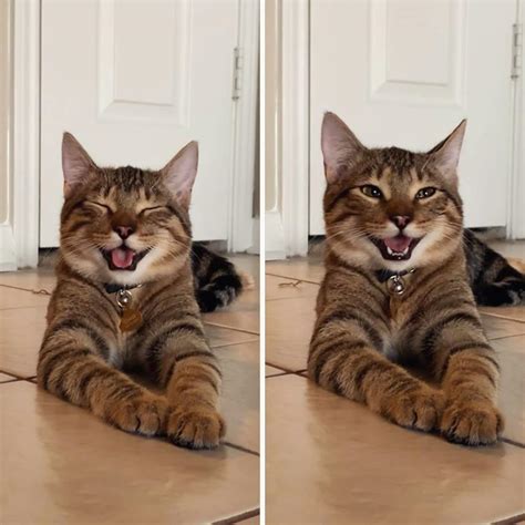 My Cat Looks Like He Just Told His Favorite Joke And Hes So Proud Of Himself Raww