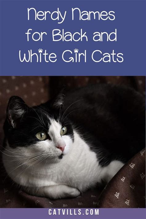 62 Darling Black And White Cat Names Cat Names Cute Cat Names Girl Cat Names