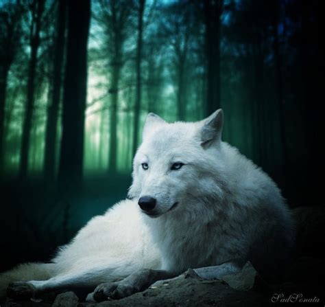 Bright Forest Art Wlves Manipulation White Wolf Abstract