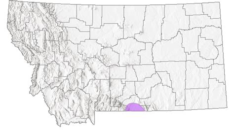 White Tailed Prairie Dog Montana Field Guide