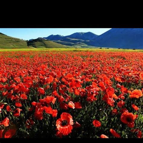 Afghanistan Nature Poppies Landscape