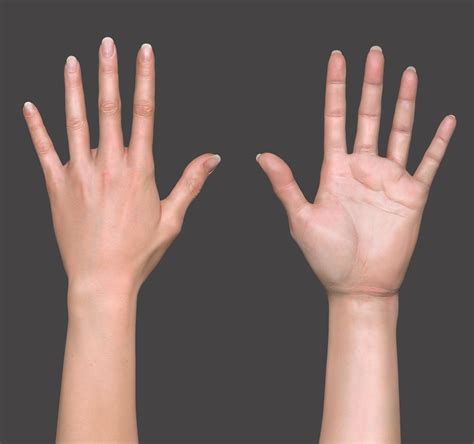 Human Hand 3d Model Free Download Blender Lchon