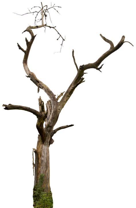 Tree Branch Png Clipart Best