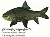 Giant Mekong Barb: The National Fish of Cambodia | IntoCambodia.org