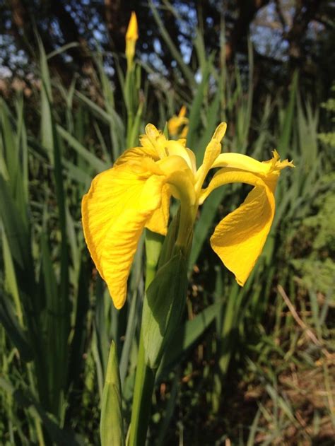 Iris Pseudacorus Yellow Flag Iris Glamorganshire Wales Yellow