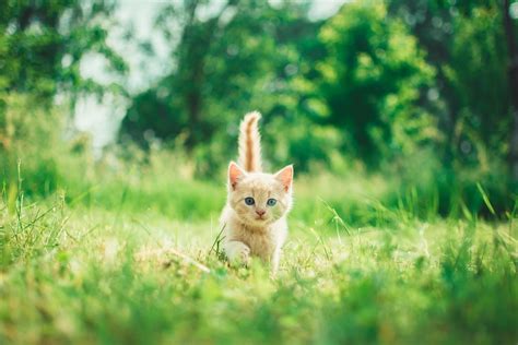 900 Kitten Images Download Hd Pictures And Photos On Unsplash