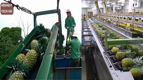 How To Harvest Pineapple Amazing Modern Agriculture Pineapple Farming