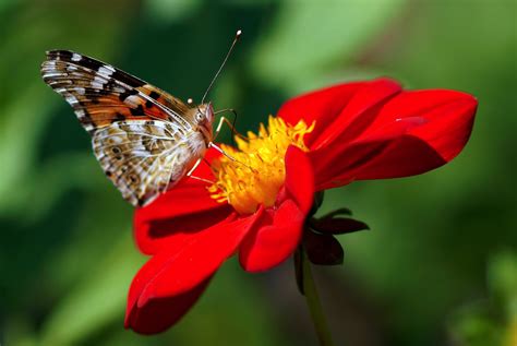 Selective Focus Photography Of Vanessa Atalanta Butterfly On Top Of Red