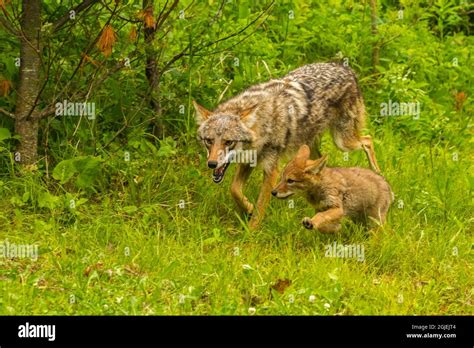 Coyote Mother With Pup Hi Res Stock Photography And Images Alamy