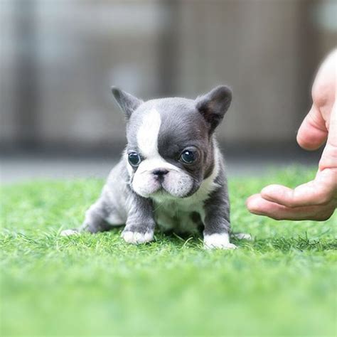Find out all the facts. Igloo Blue French Bulldog - MICROTEACUPS
