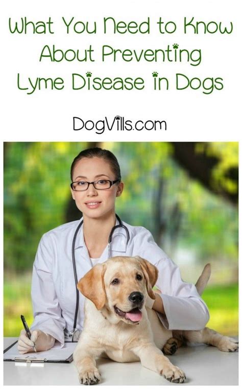 Prevent Lyme Disease In Dogs Month Is Now Talking About Prevention