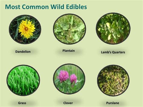 Common Wild Edibles