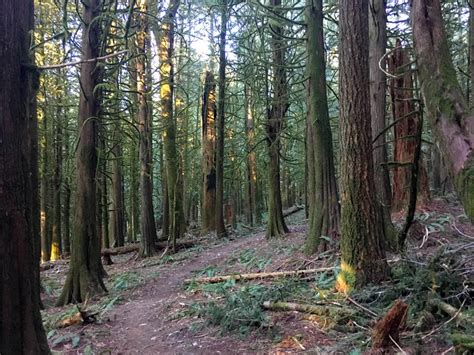 Chilliwack Community Forest | Vancouver Trails