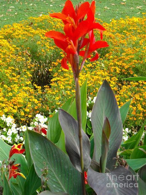 810 x 879 jpeg 128 кб. Tall Red Flower In Garden Photograph by Liliana Ducoure