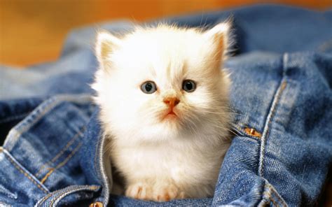 Adorable Babies Pets And Animals Photo 16887824 Fanpop