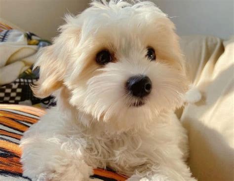 Yorkie Bichon History Facts Personality Temperament And Care