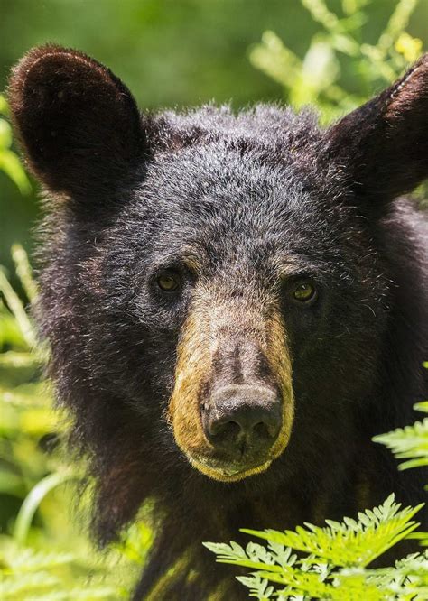 Black Bear Encounter Prevention And What To Do The National Parks