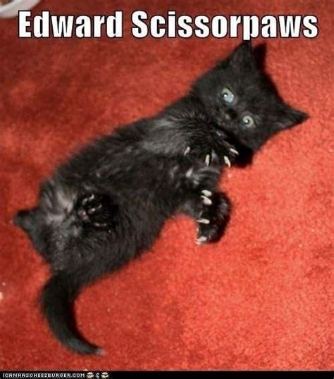 Pin By Donna Addley On Black Cat Dreams And Memes Funny Animal Memes