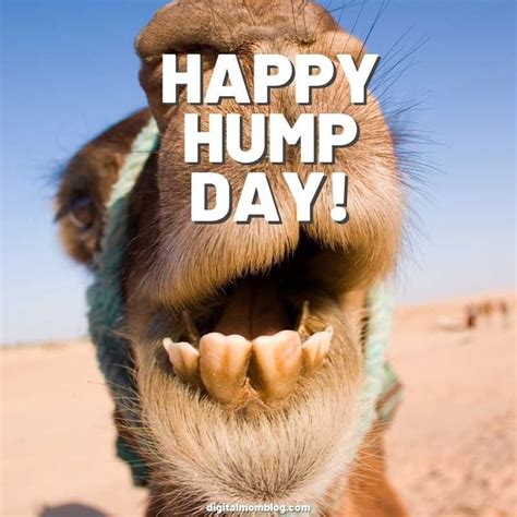 gotta love this camel s smile hopefully it will get you thru this wednesday and mid work week