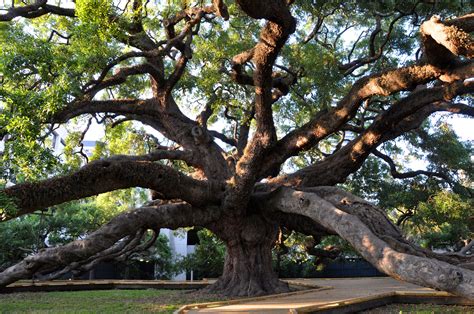 Treaty Oak Florida Trees Jacksonville Florida Visit Florida