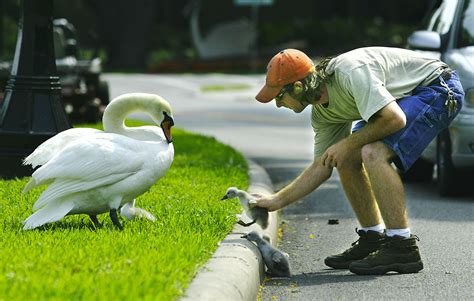A Man Is Feeding A Goose On The Side Of The Road With His Hand And Head